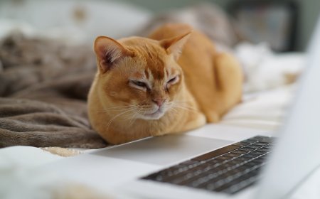 What Do Animals Think About Technology? Unveiling Their Understanding!