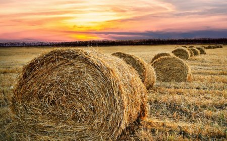 How Technology Revolutionized Farming: A Closer Look