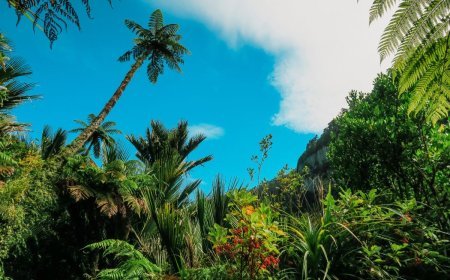 How to Grow Dandelions in Tropical Warm Climates: A Cultivation Guide