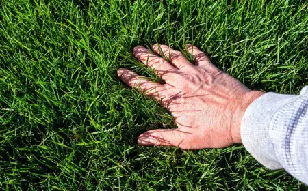 How to Build a Successful Lawn Care Business (8 Essential Steps)