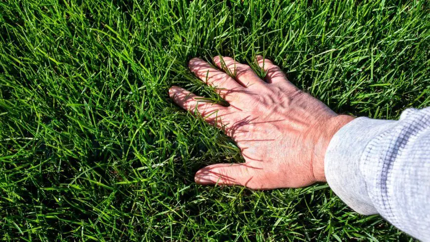 How to Build a Successful Lawn Care Business (8 Essential Steps)