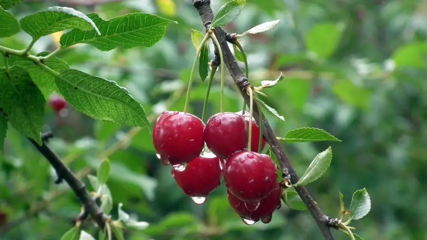 From Heart Health to Better Sleep: 9 Surprising Benefits of Eating Cherries