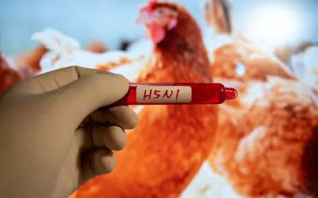 What You Need to Know About H5N1 Bird Flu in California?