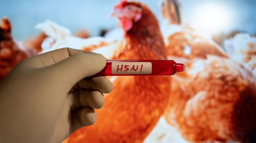 What You Need to Know About H5N1 Bird Flu in California?