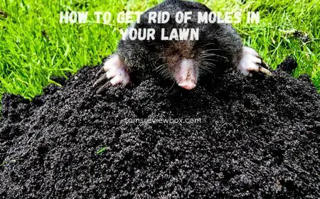 How to Get Rid of Moles in Your Lawn (and Prevent Them from Coming Back)