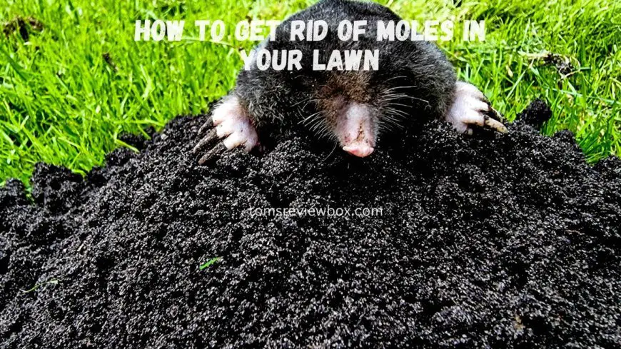 How to Get Rid of Moles in Your Lawn (and Prevent Them from Coming Back)