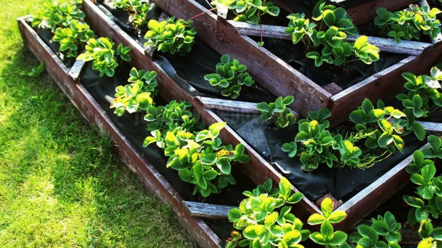 How to make a salad in grow a garden - step-by-step guide